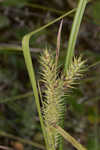 False hop sedge